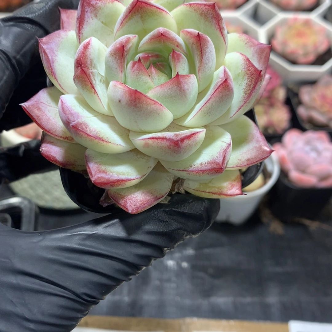 阿宣专拍一物一拍