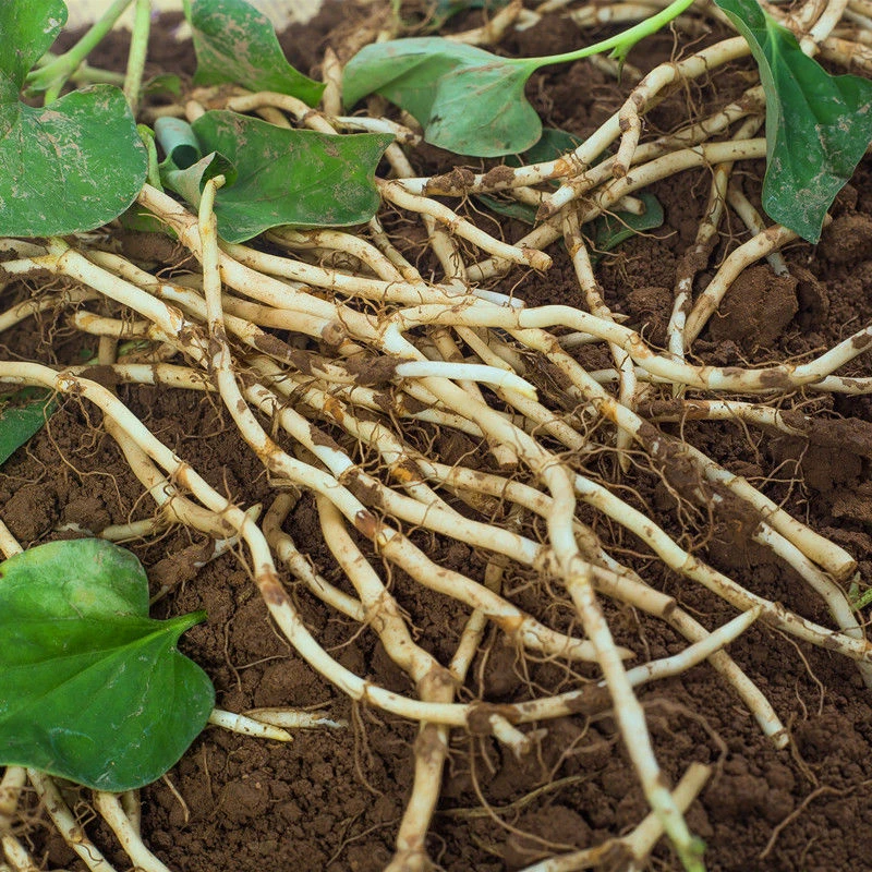 新鲜折耳根鱼腥草云贵川特产