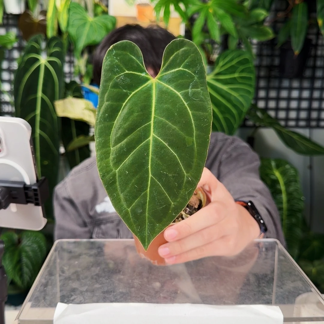 完全开放K01   开播福利大风车 帝王杂黑丝绒