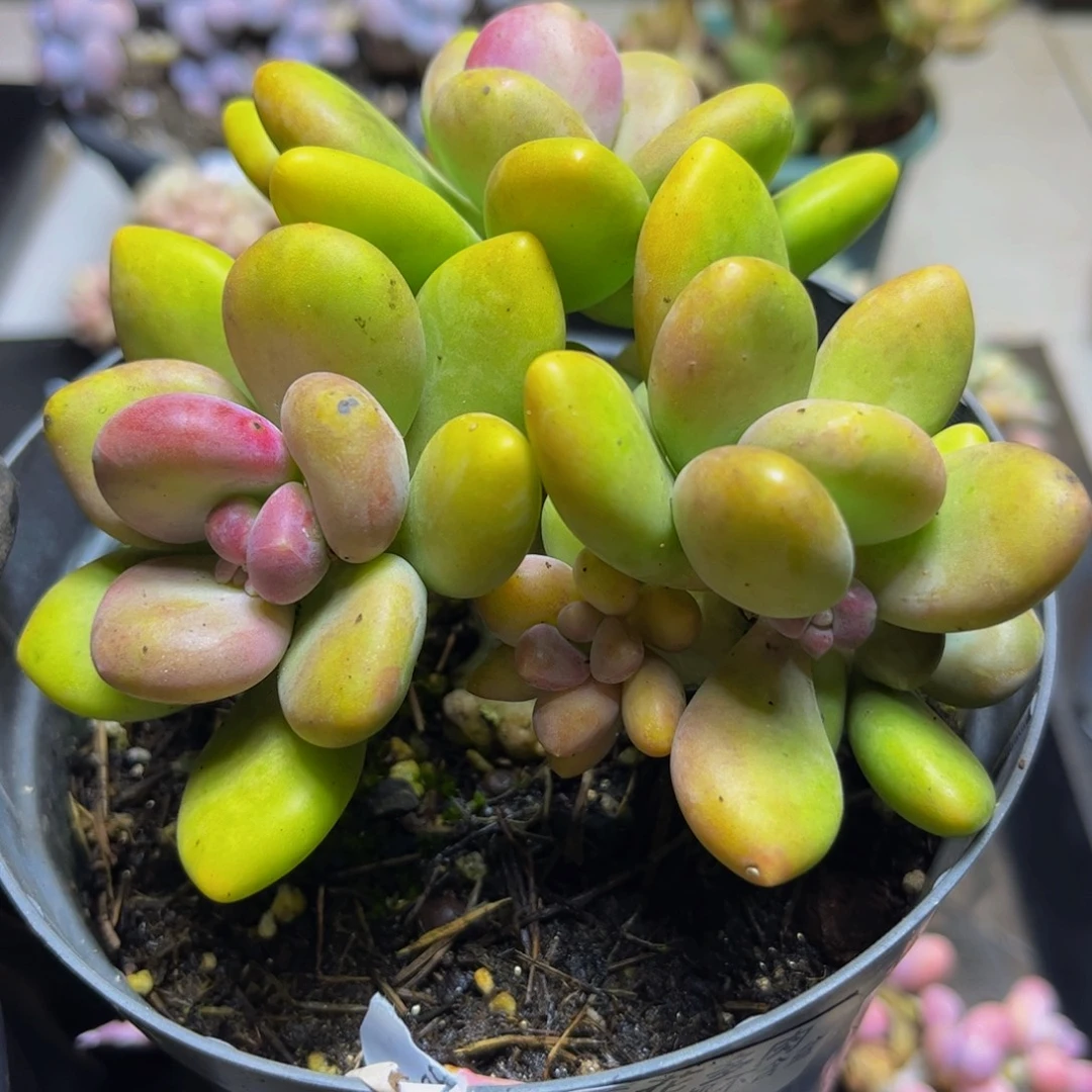 345芒果奶11厘米多肉