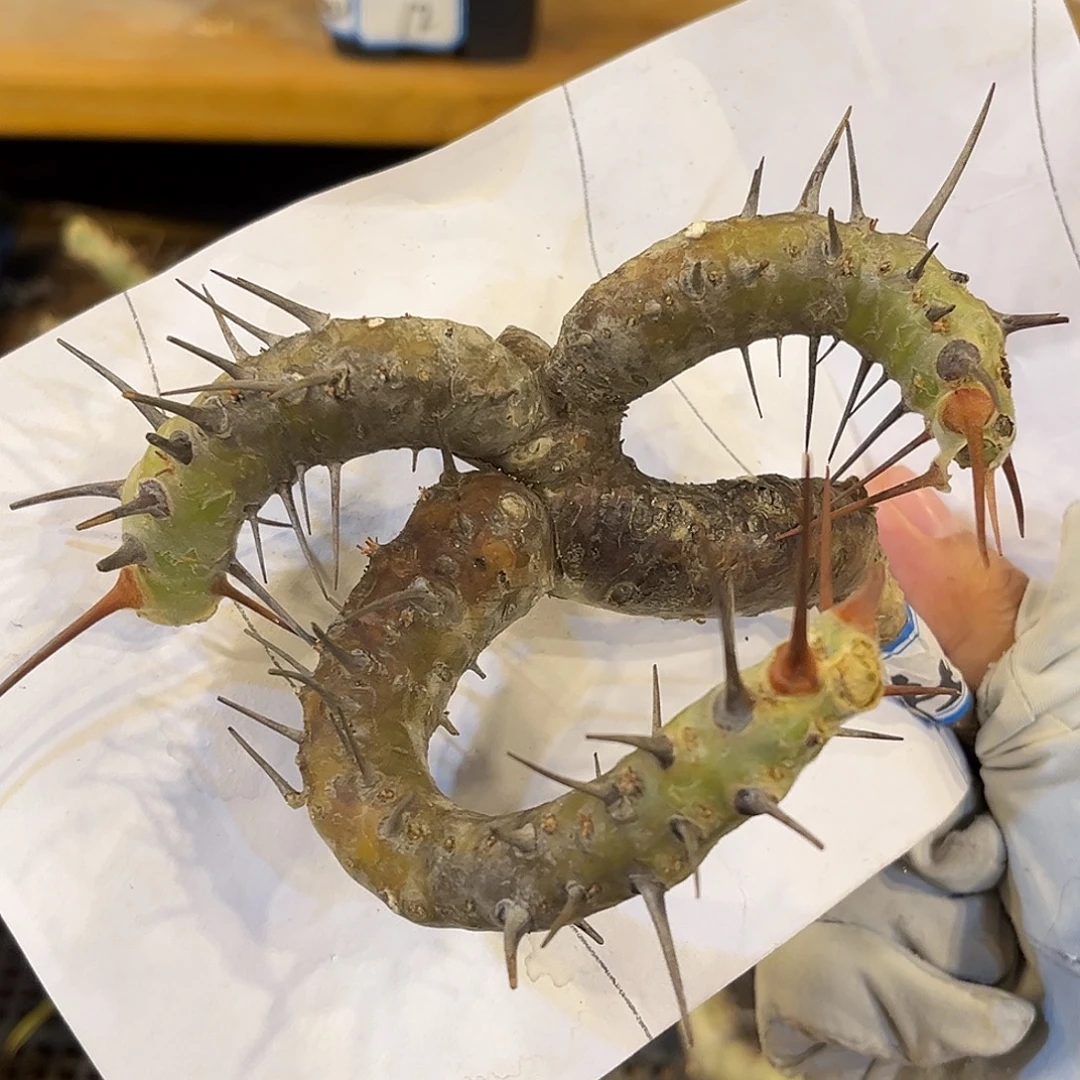 潮流植物 刺月界