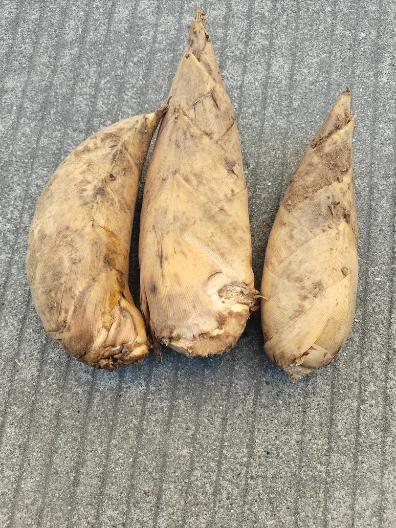 宜兴太华本地冬笋鲜嫩好吃，现挖现发，欢迎朋友品尝