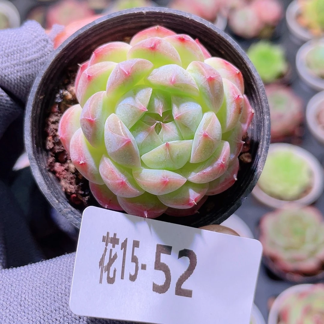 花利美15- 52新品