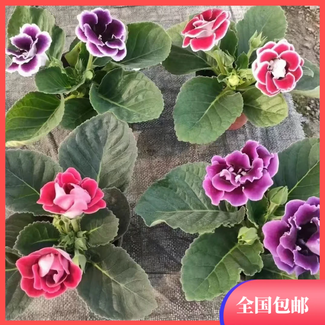 重瓣大岩桐花苗富贵芙蓉花卉室内观赏盆栽带花苞基地直发四季开花