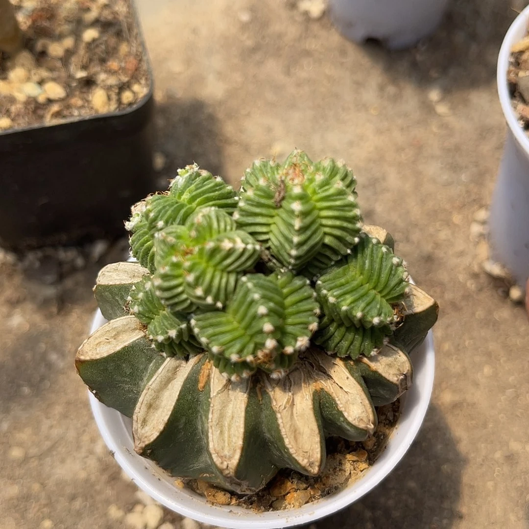 五星花笼嫁接仙人球