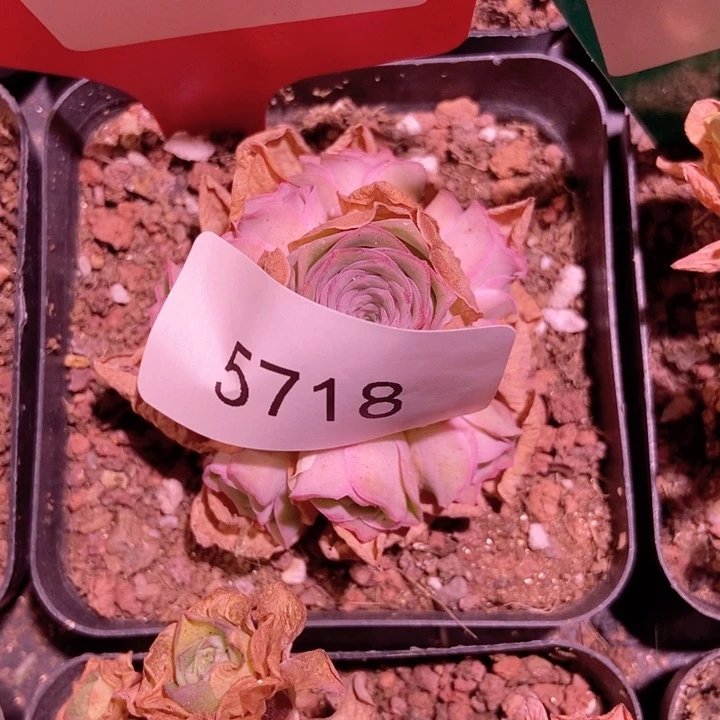 5718山地玫瑰花群