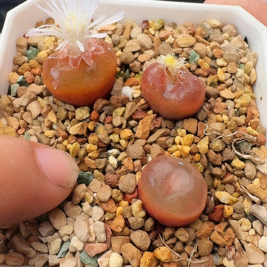多肉植物吕氏毛汉尼10