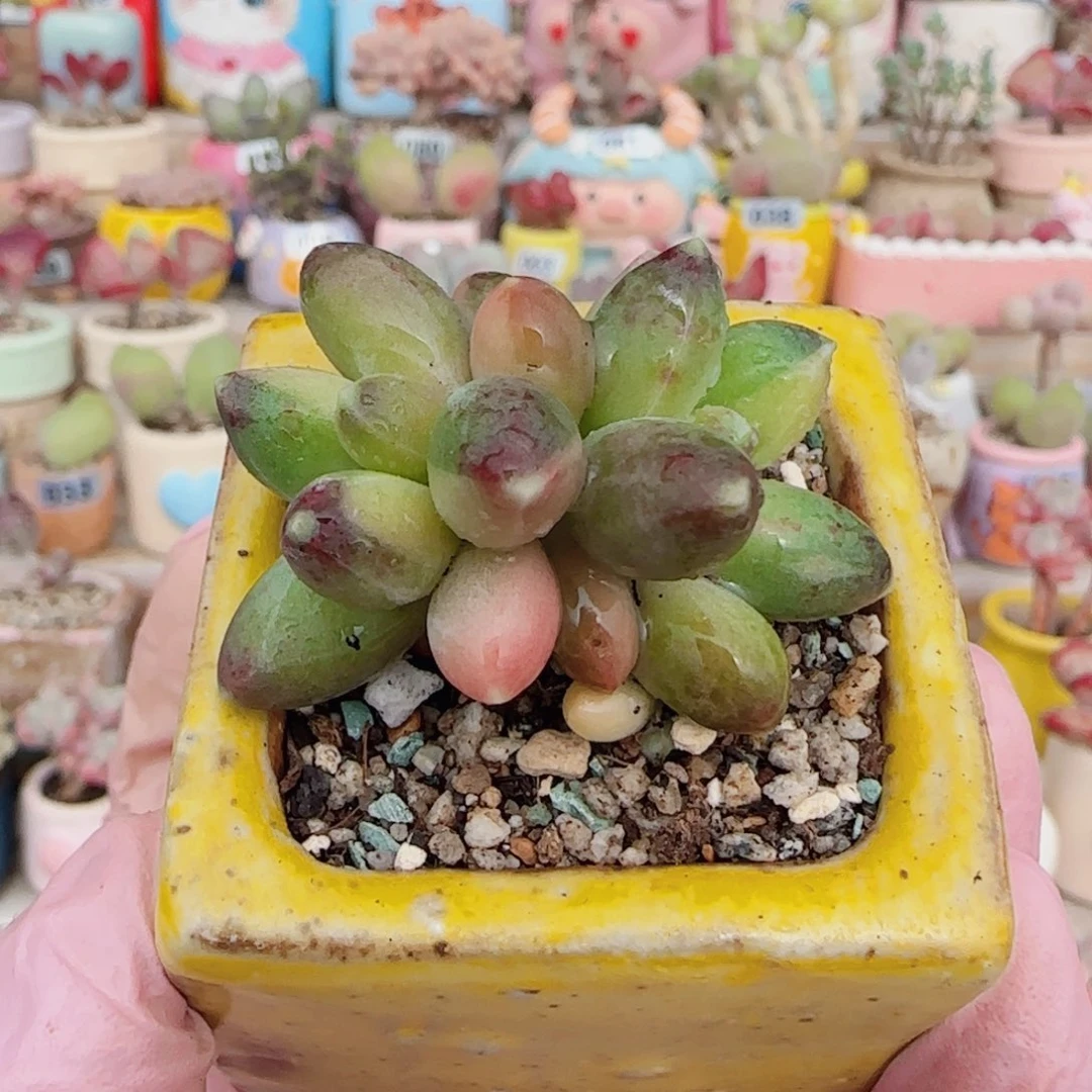 T天空美人锦盆口3.5cm