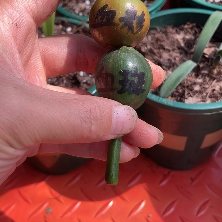 梦***然完全开放君子兰四季开花稀释甲醛