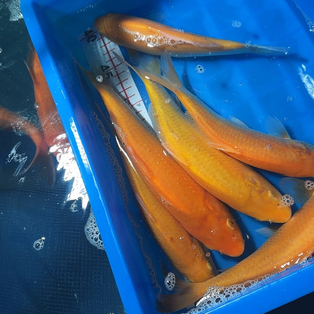 锦鲤99两条 小西赤目介子