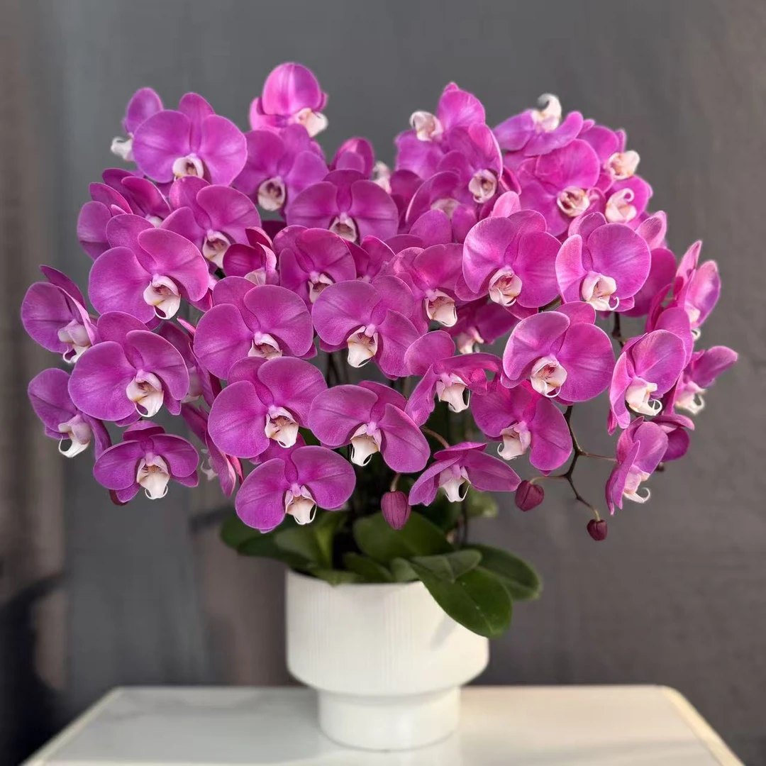 蝴蝶兰《素心》 紫色系蝴蝶兰 紫色花型 室内精品观赏真花