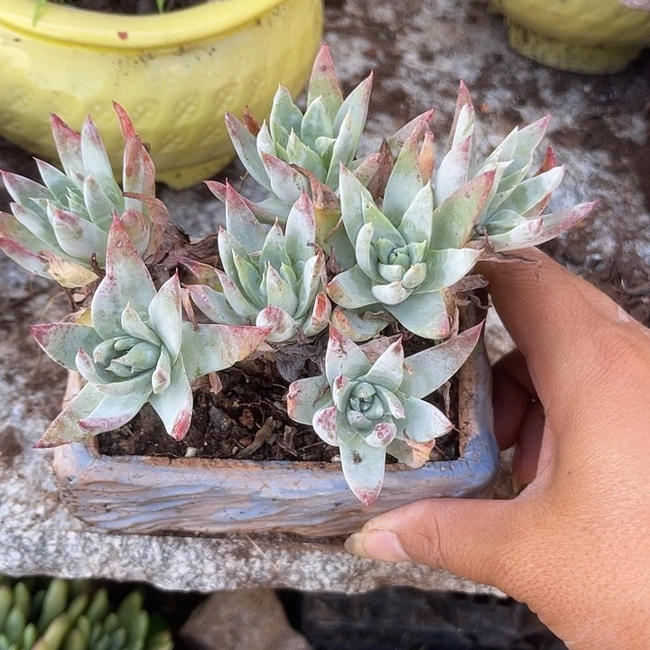 仙女杯系列多肉植物