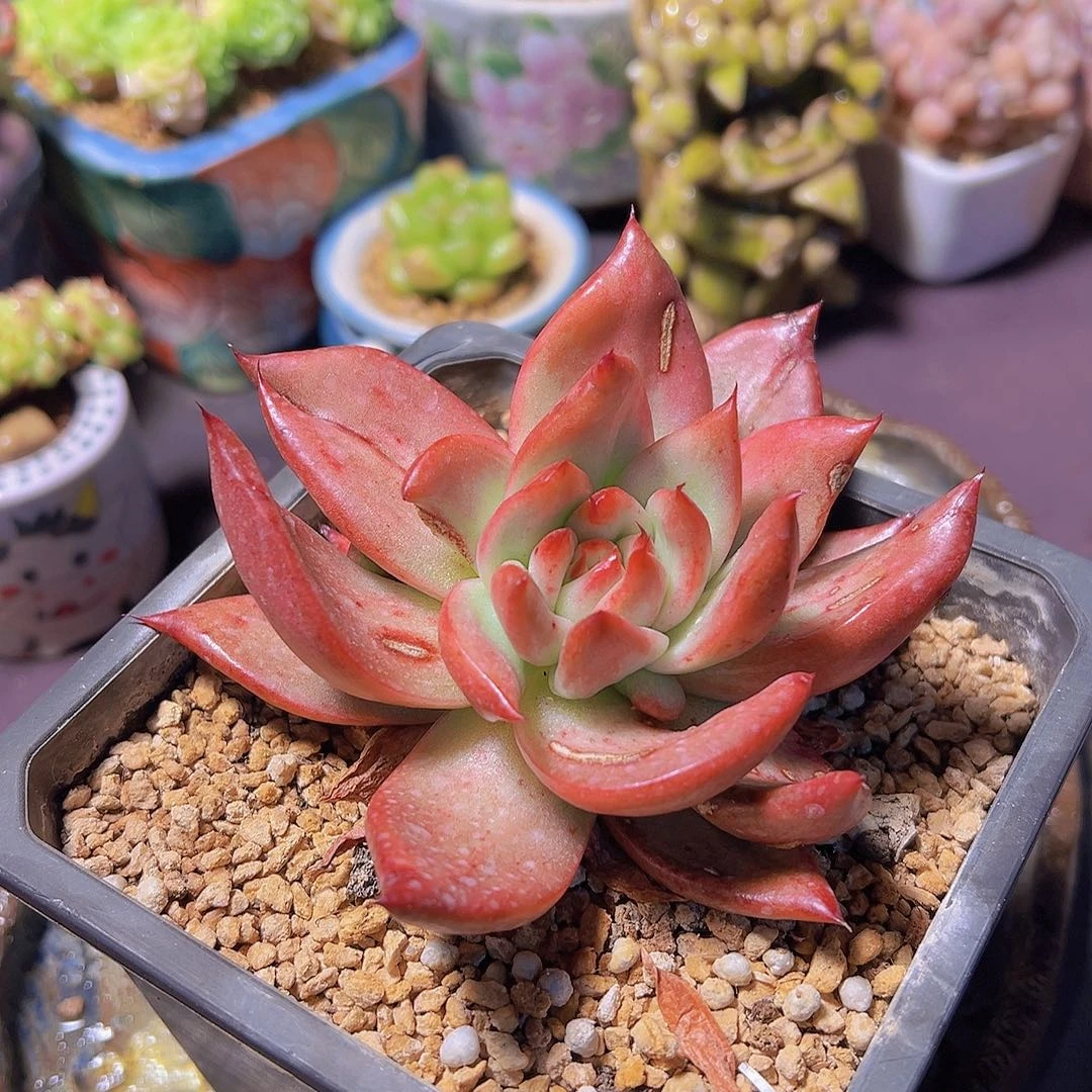 潇*妹钻石贝拉，多肉植物，