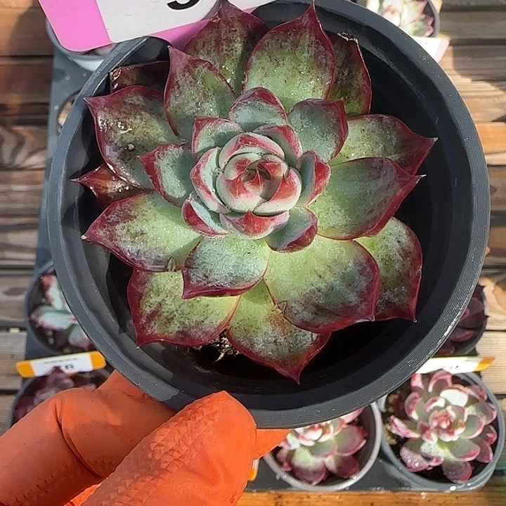 50 惊鸿仙子多肉植物