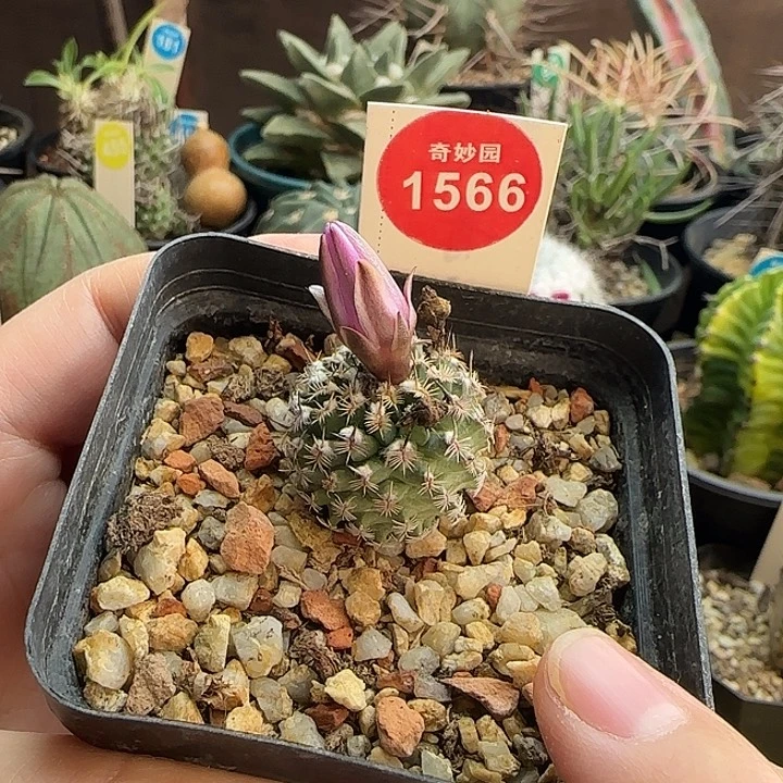 实生带花苞中刺雪顶海胆娇丽2.3cm