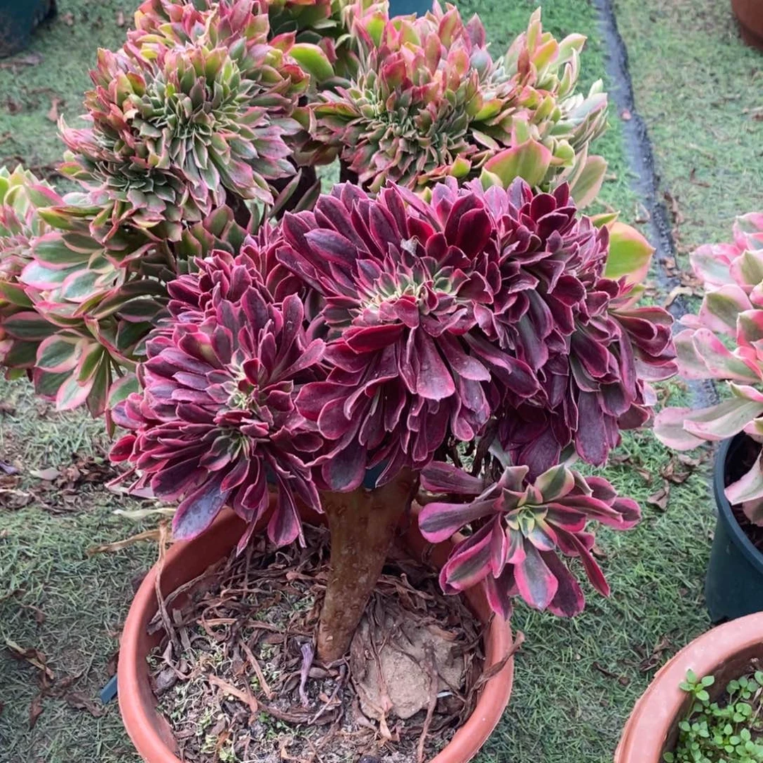 不开花植物590号美杜莎➕女神1颗