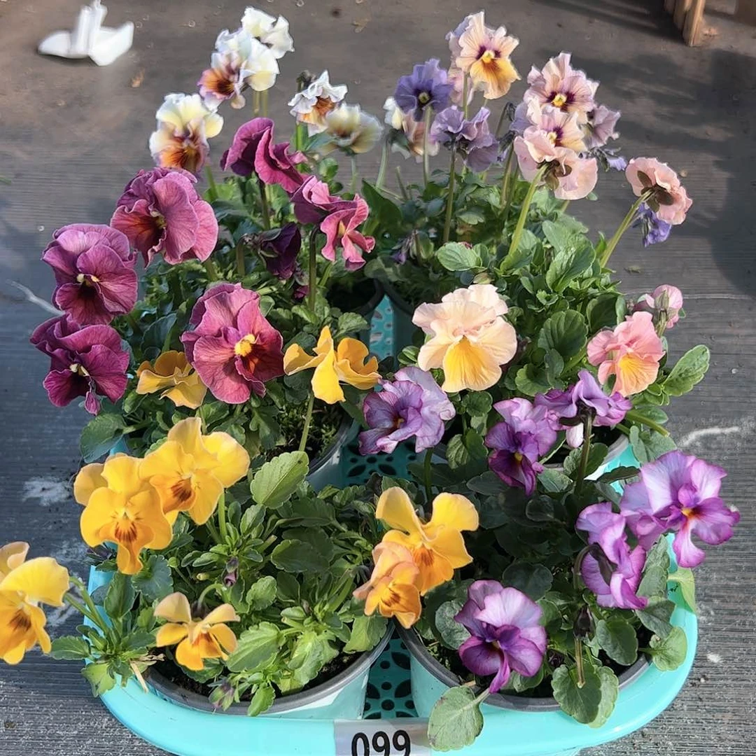 【闪购商品】099号