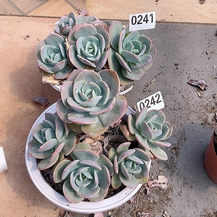 夏*2 棵 0241 和 0242