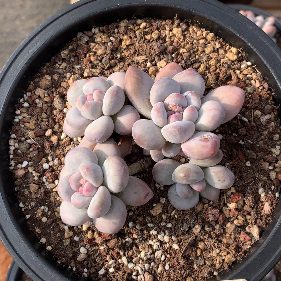 13厘米四头香水多肉2907