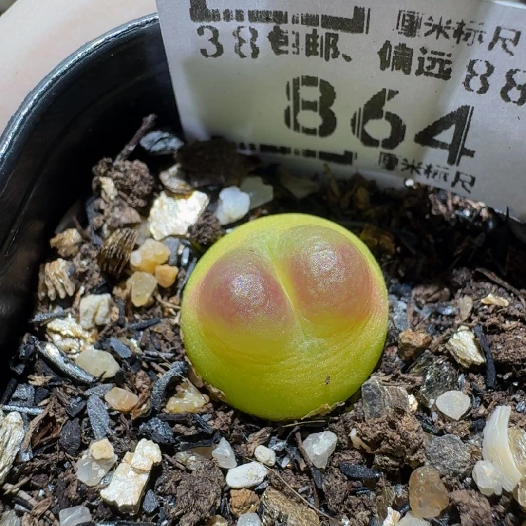 zzzzz生石花肉锥864拉登