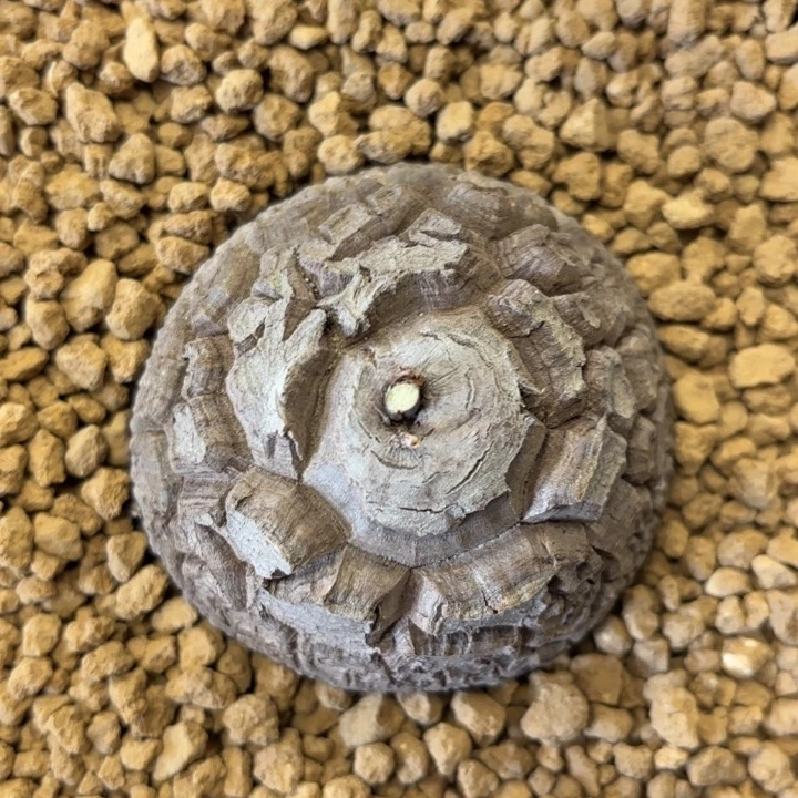 1092号龟甲龙带盆包邮6.7公分