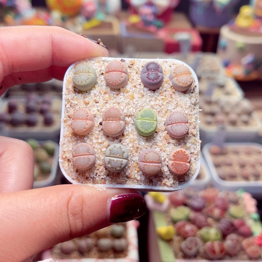 06号带盆盆包邮发货