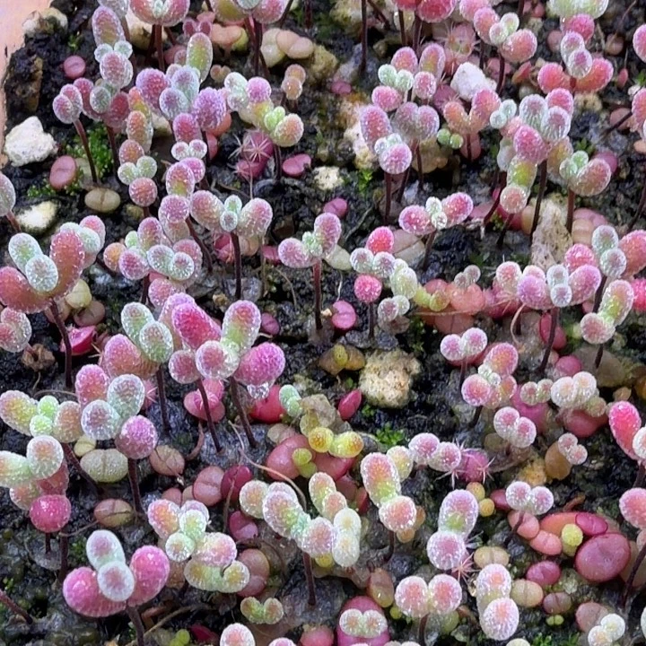 九***257混合切糕。