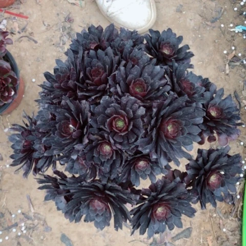 多肉法师黑铜壶老桩