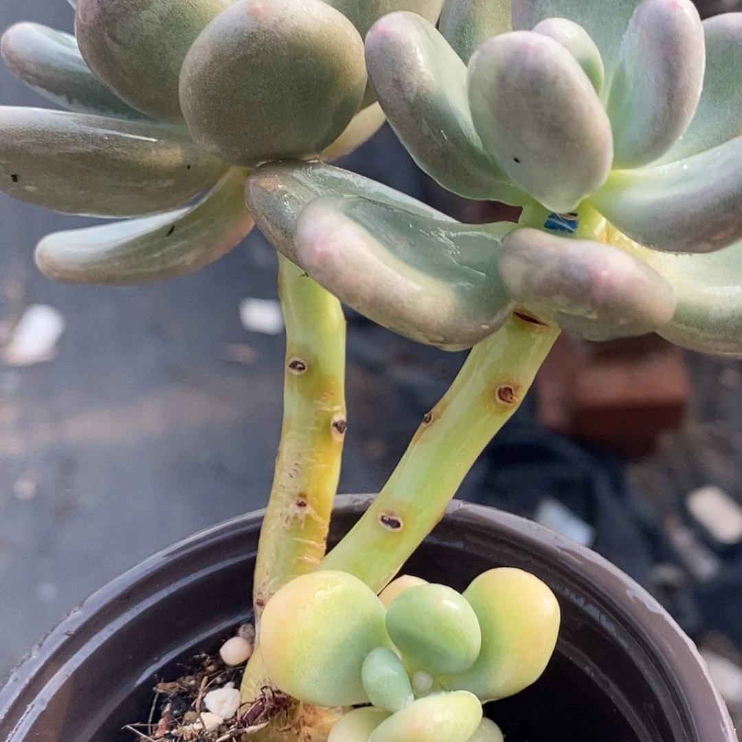 蛋黄奶 小方花圃一物一拍