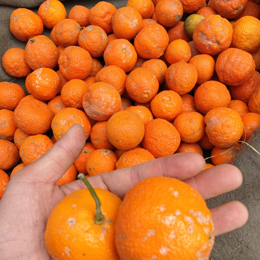 钏钏带你赶大集【红皮柠檬】云南下山货