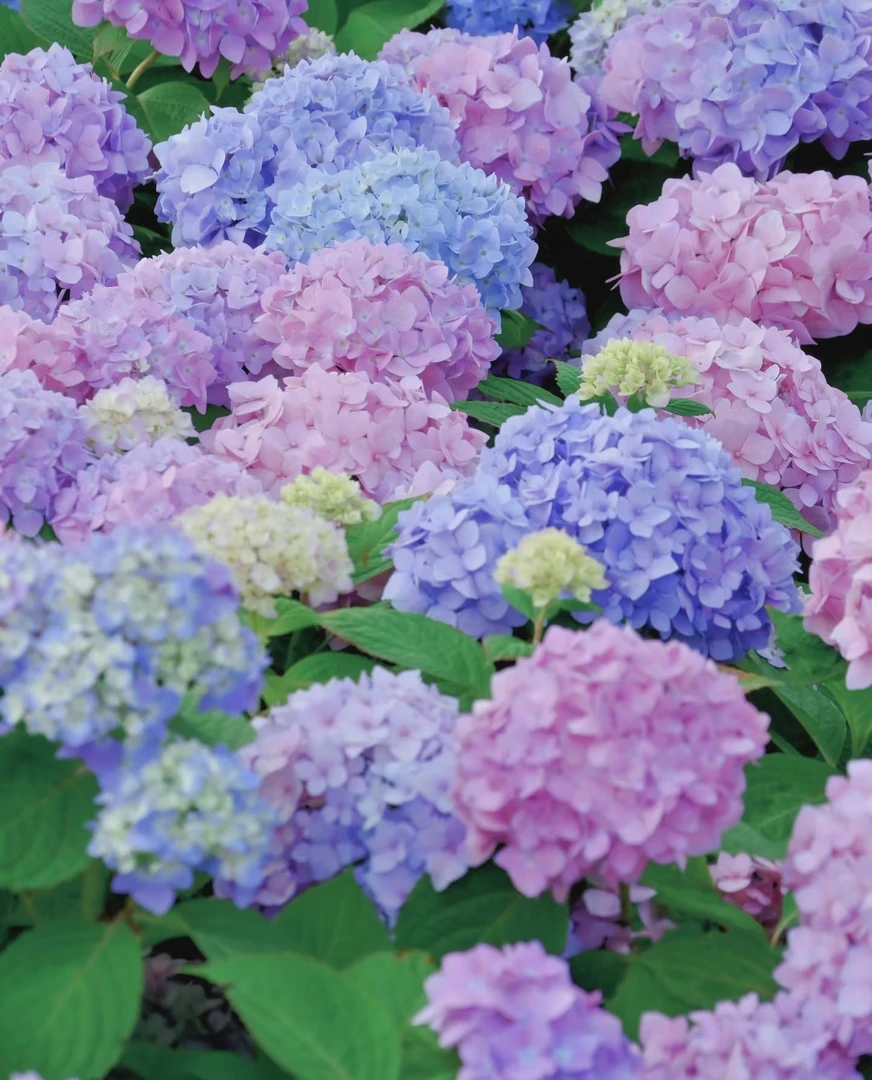 绣球花无尽夏品种耐热好养适合阳台庭院盆栽花卉