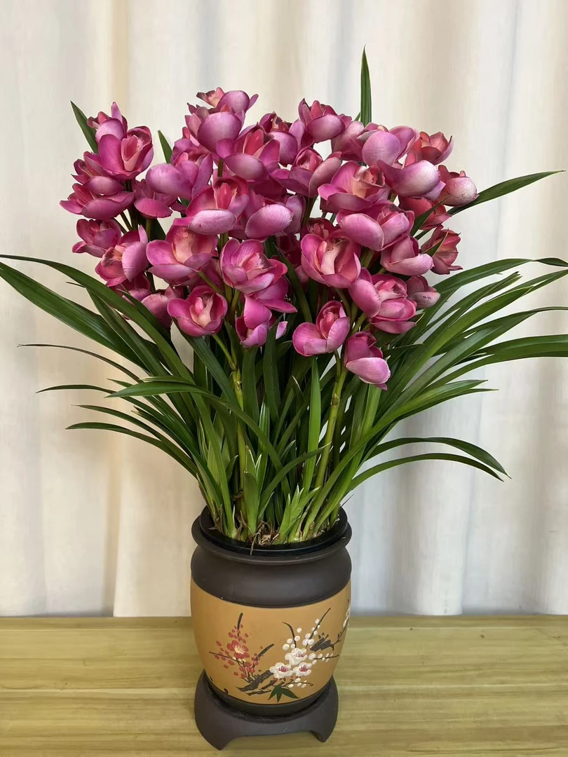 红宝石【5-6花剑】精品高贵兰花浓香型国兰兰花好养绿植盆栽花期长