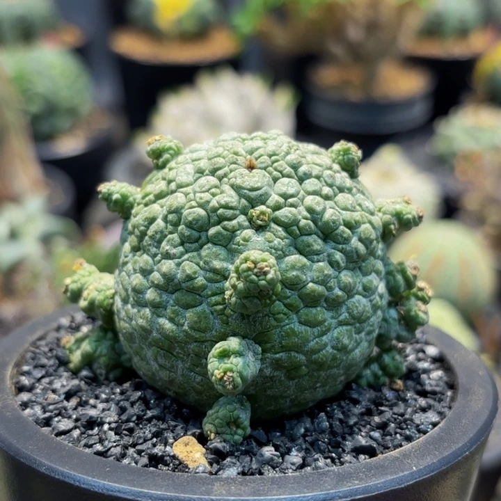 凝提玉实生xmmmmmmmm