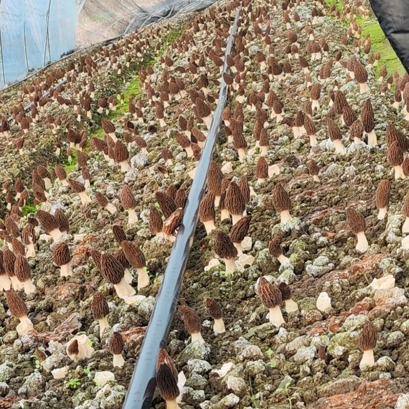 羊肚菌2025年下山啦！山珍美味羊肚菌，值得一尝！炖汤炖鸡一锅鲜