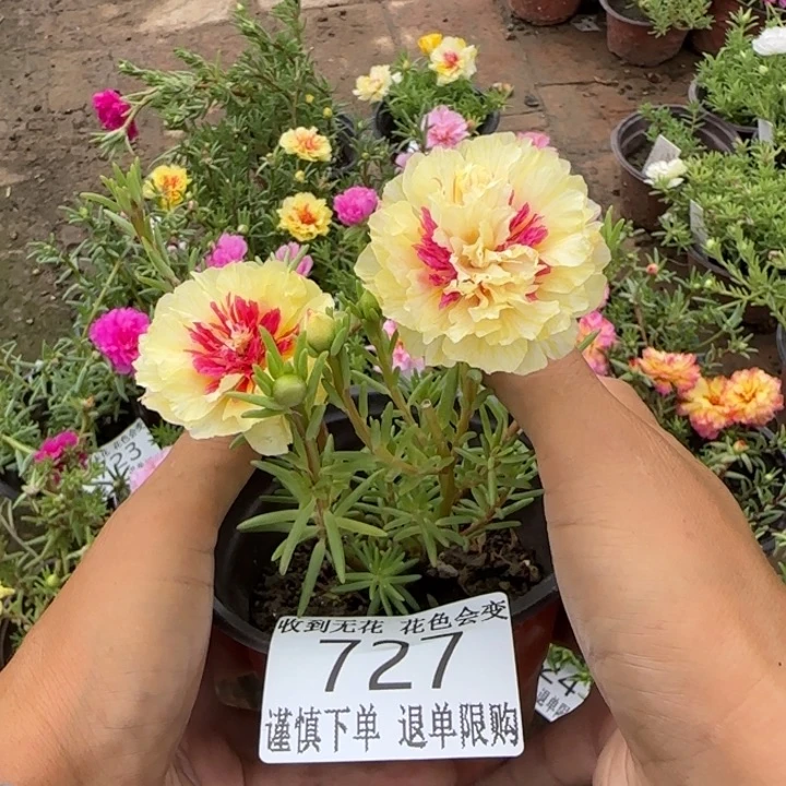 无花朵727超小苗盆口10cm
