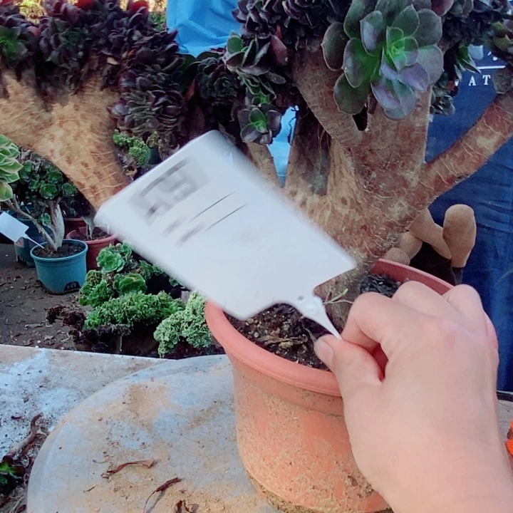 低***！797欧紫缀化老桩老桩老桩