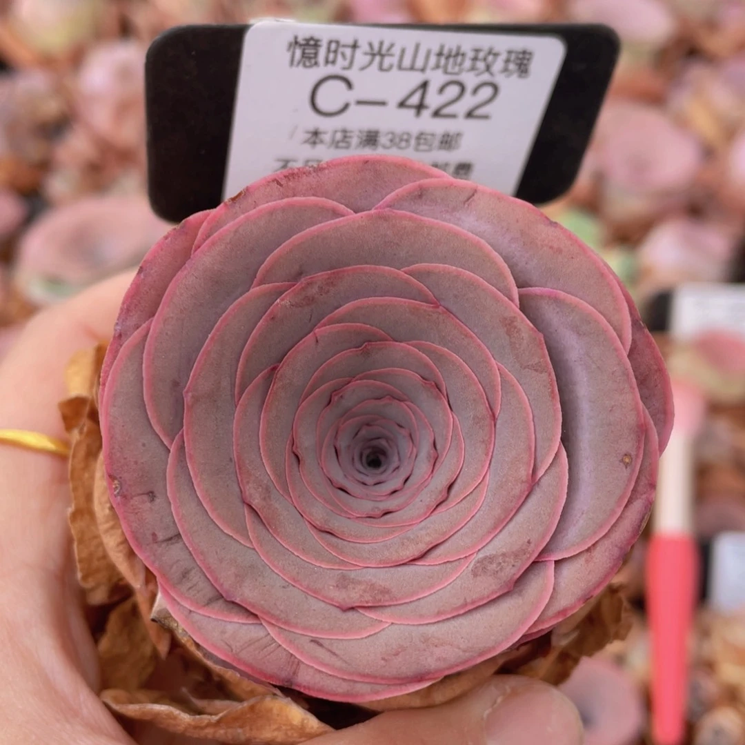 山地玫瑰C422裸根发货断枝不包损不售后