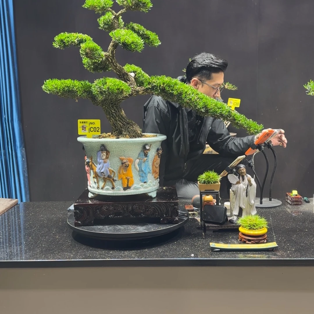 以实际为准黄杨室内室外盆景艺术