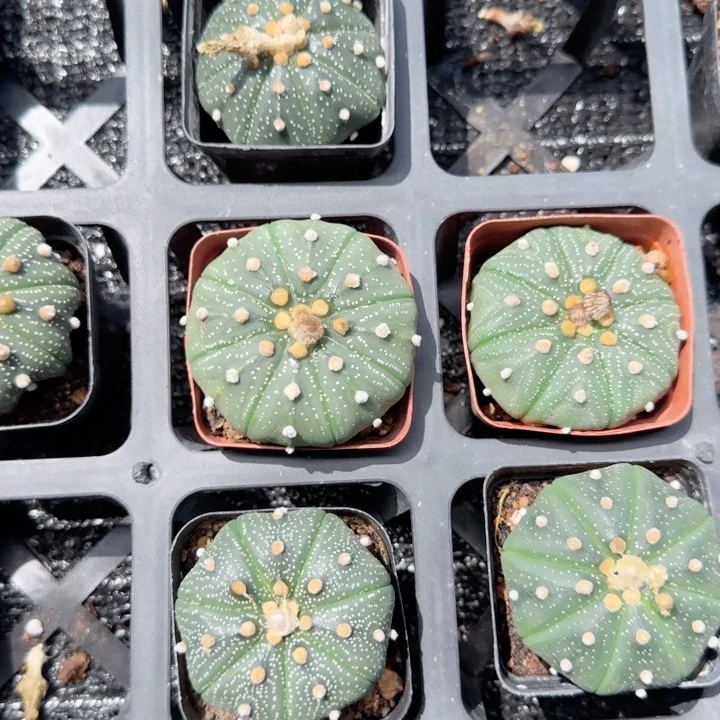 无花朵星兜单头特价多肉