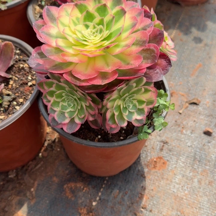 海仙手捧花啊啊啊