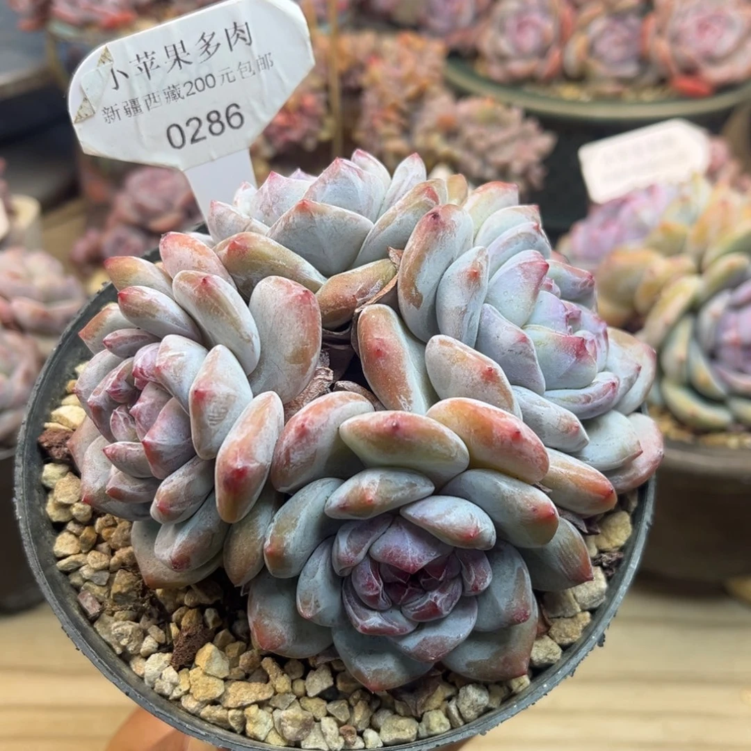 绿底紫心286/11cm4头