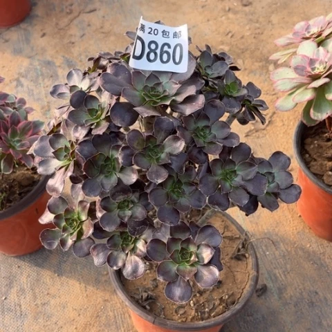 860黑元叶不包断枝