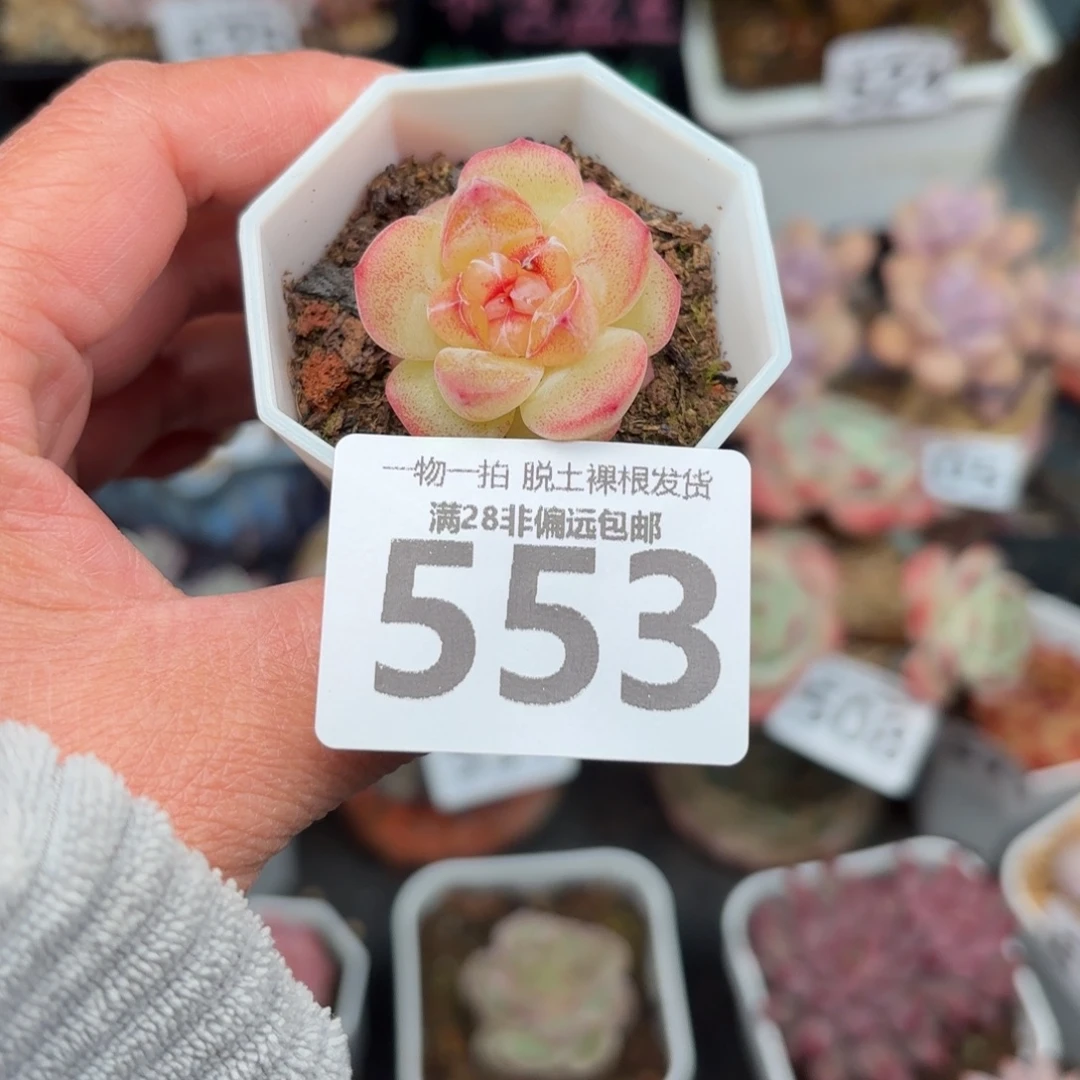 恶魔之眼无盆土发货