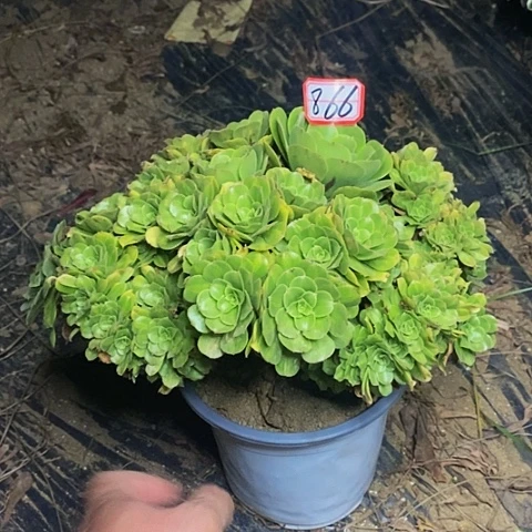 翡翠琉璃朵朵缀化老桩866号