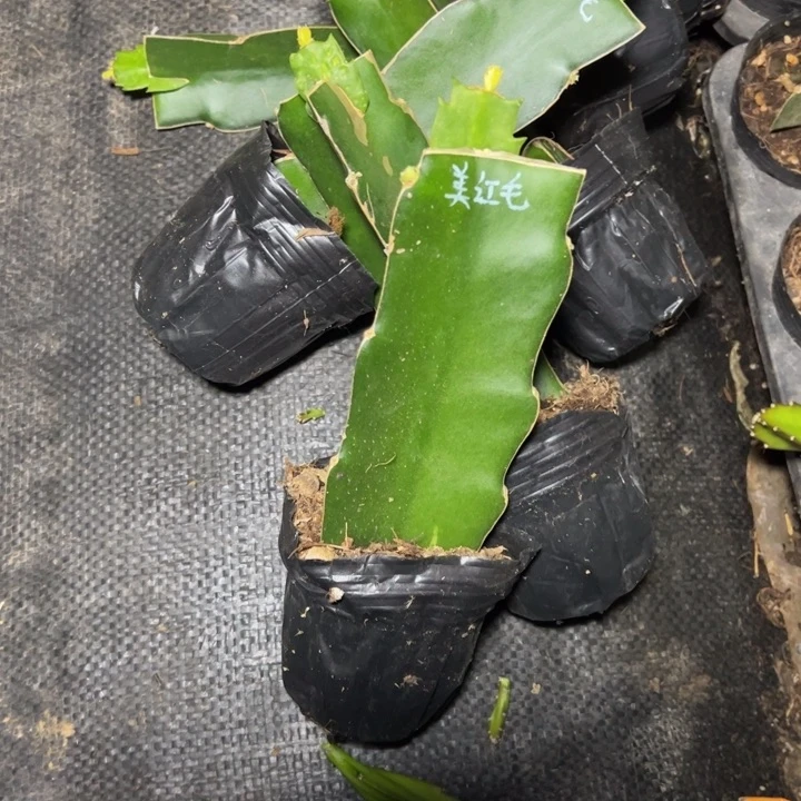 美红毛嫁接小破苗一颗12.8