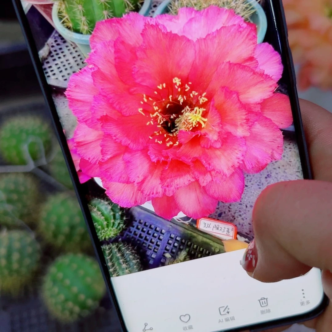 下40毛102 斑点歪无根侧芽4公分左右20包邮