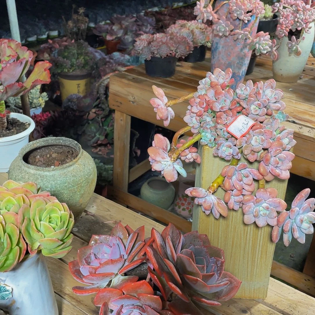 神***云红洛神多肉植物群2颗