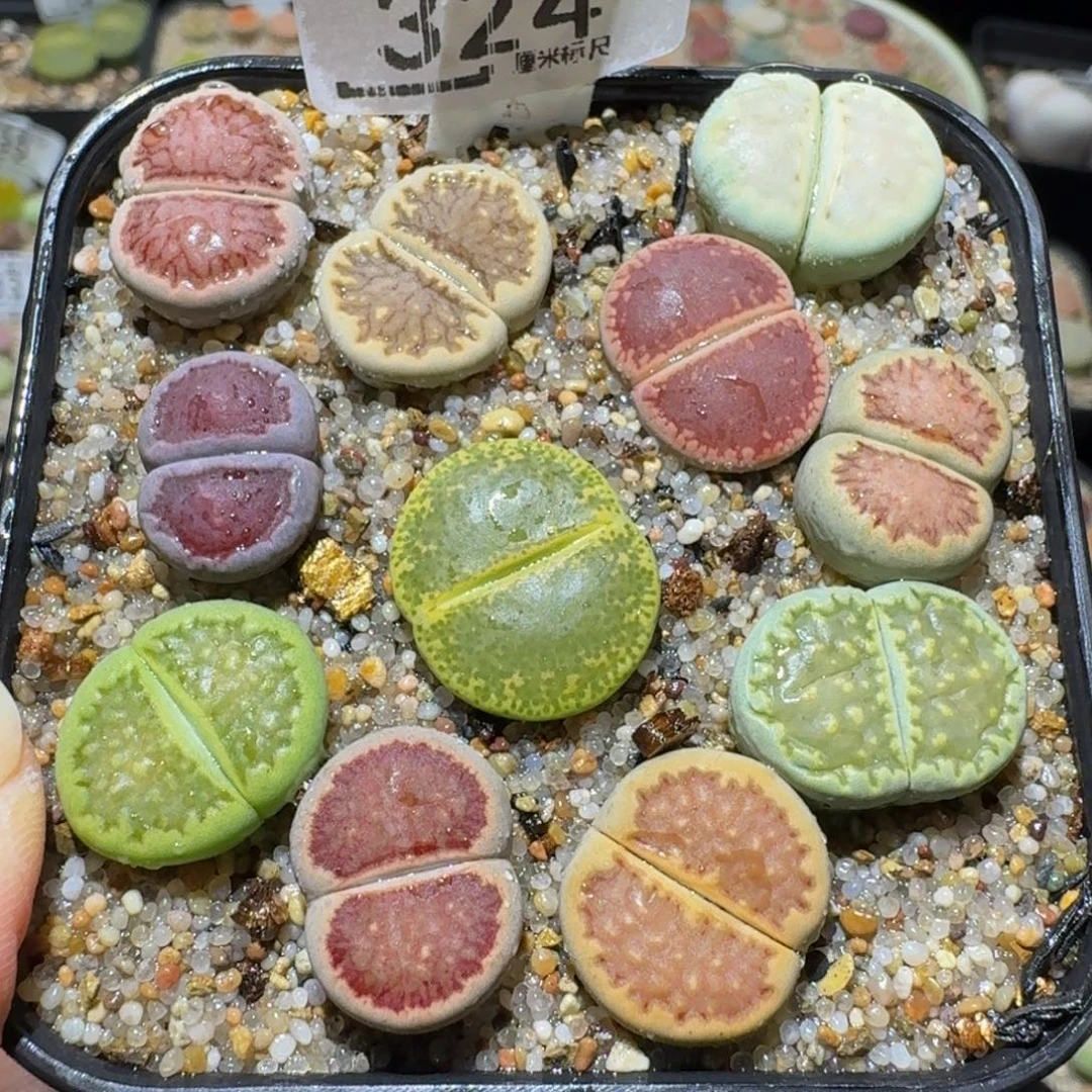 Sssss精品生石花324