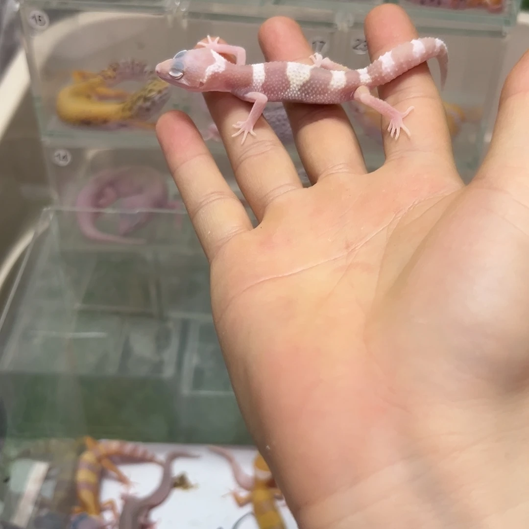 豹纹守宫豹纹守宫苗子