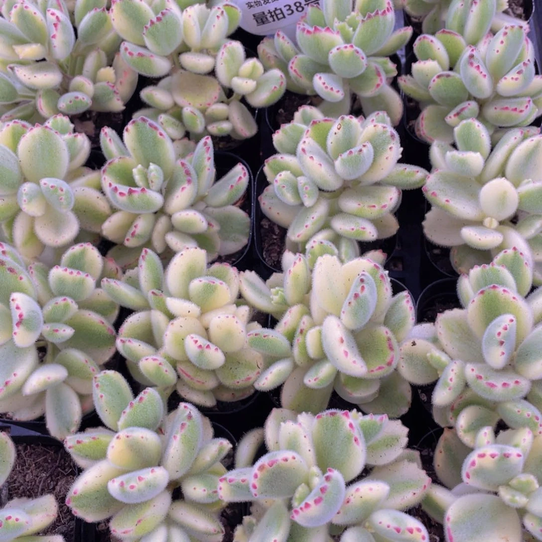 量拍 38号 多头熊童子白熊群一个